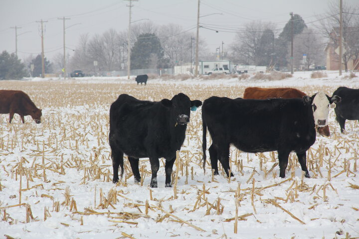 cattle beef winter corn stalks