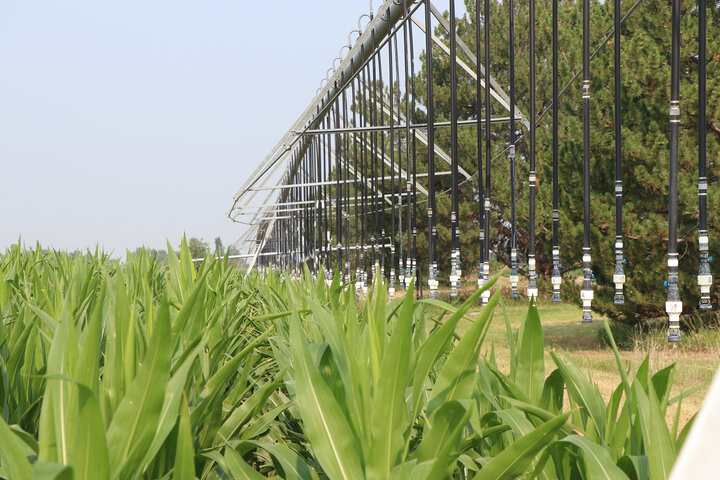 Corn & Pivot image