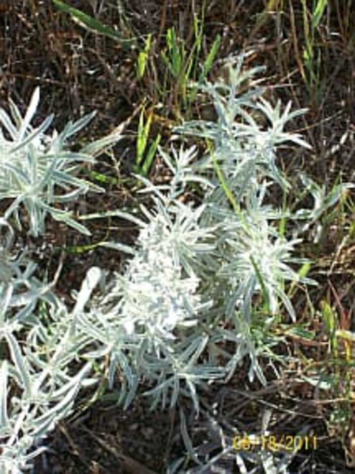 cudweed sagewort
