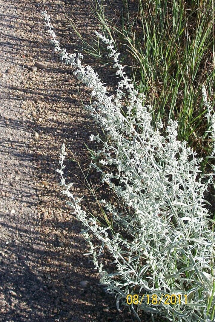 cudweed sagewort 2
