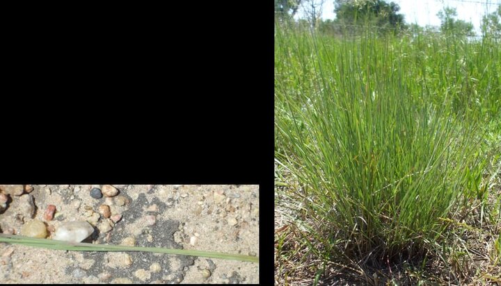 csa_littlebluestem1
