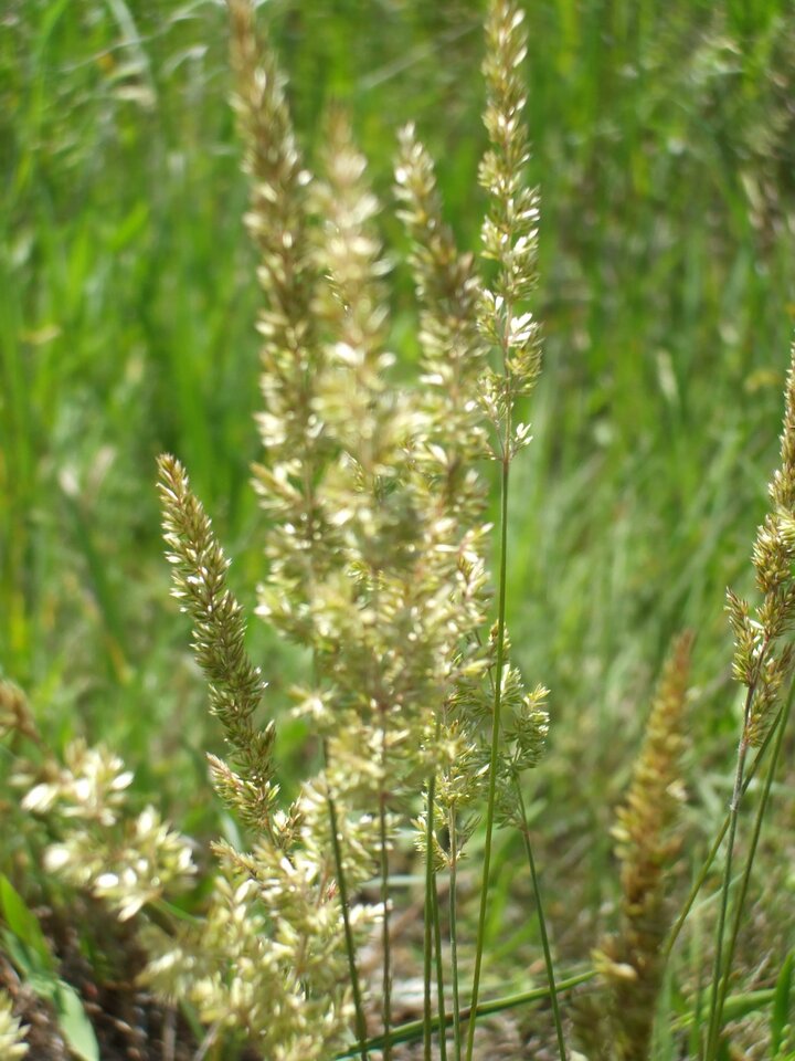 csa_prairiejunegrass1