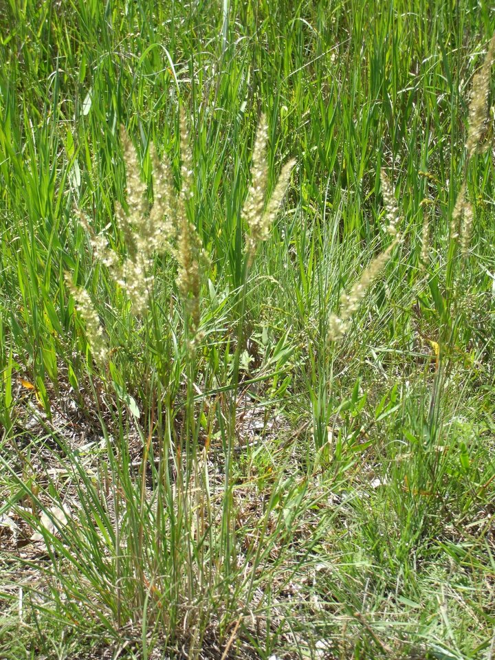 csa_prairiejunegrass2
