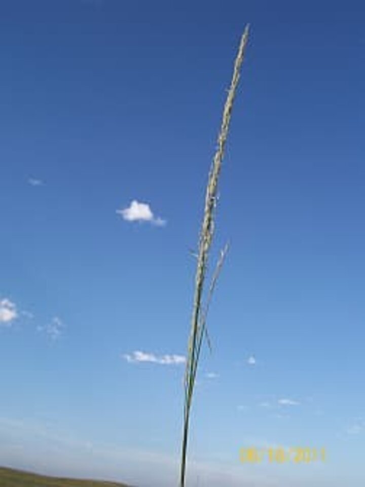 csa_prairiesandreed1