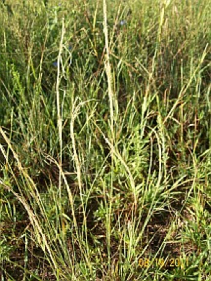 csa_sanddropseed1