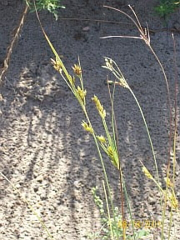 csa_sedge2