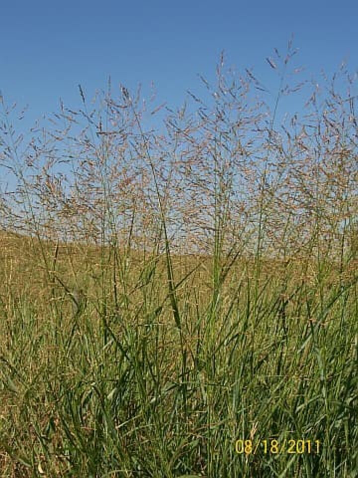 csa_switchgrass3