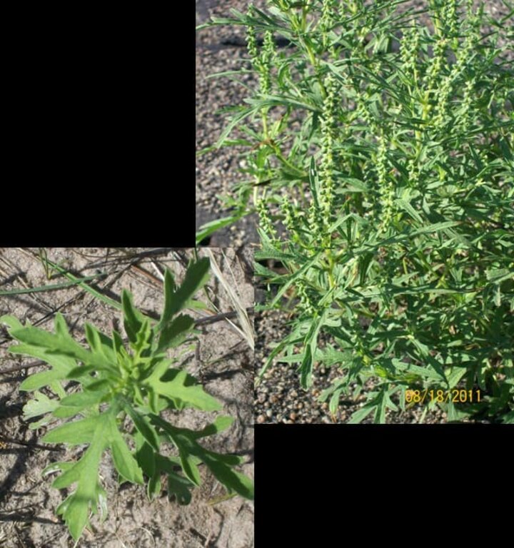 csa_westernragweed1