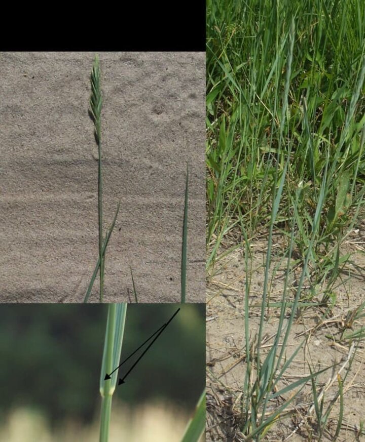 csa_westernwheatgrass1