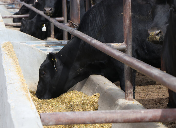 Black cattle eating feed from a trough in an outdoor 