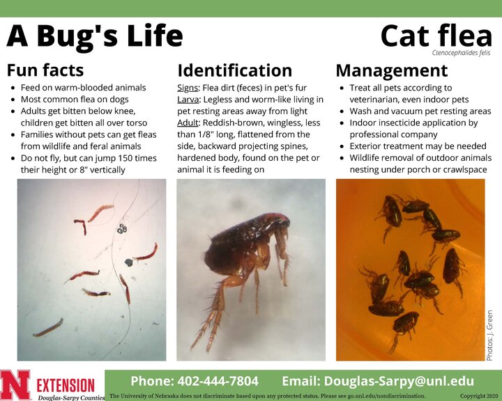 Fact sheet on the cat flea