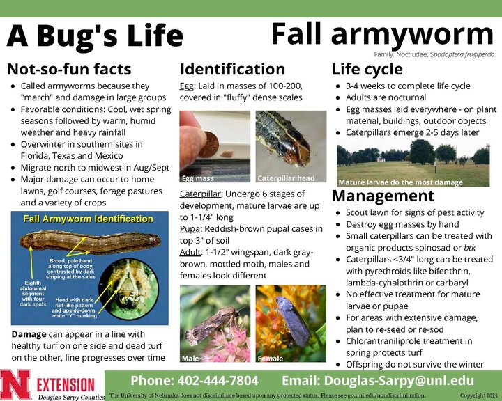 Fall Armyworm educational flyer