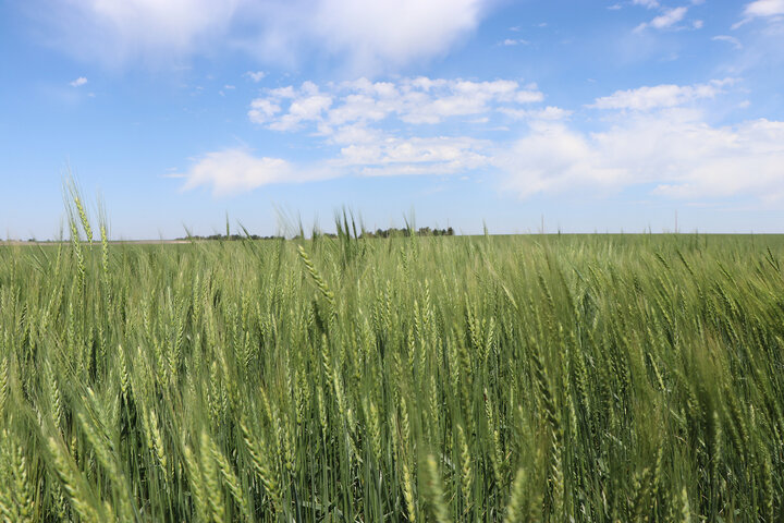 High Plains Ag Lab grain plot