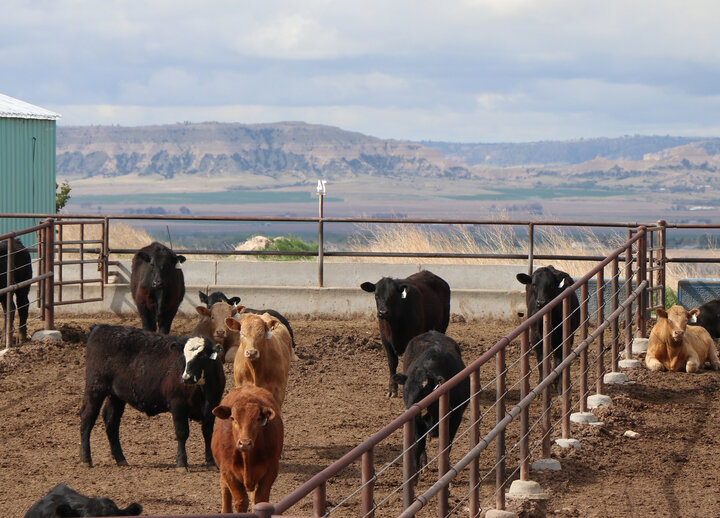 Cattle standing in a fenced dirt paddock with hills in the background.