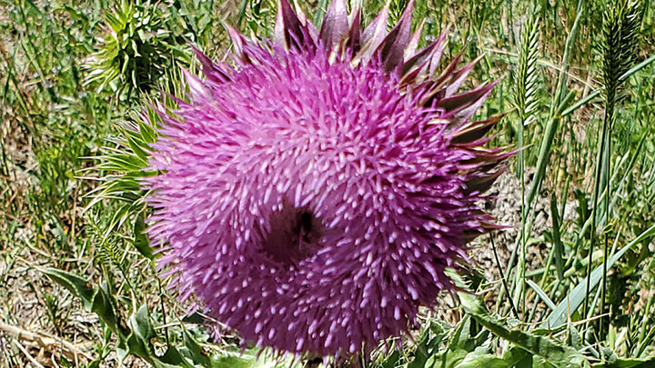 A picture of a purple flowering thistle