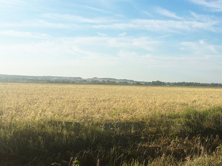 Rye Field