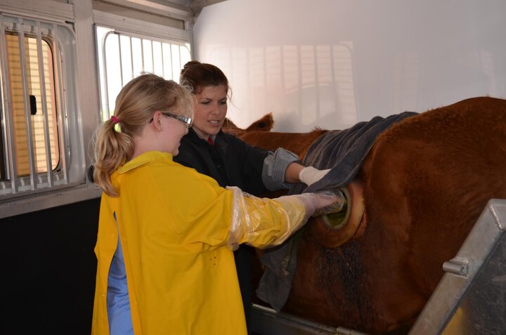 Mobile Beef Lab experience for 4-H'ers