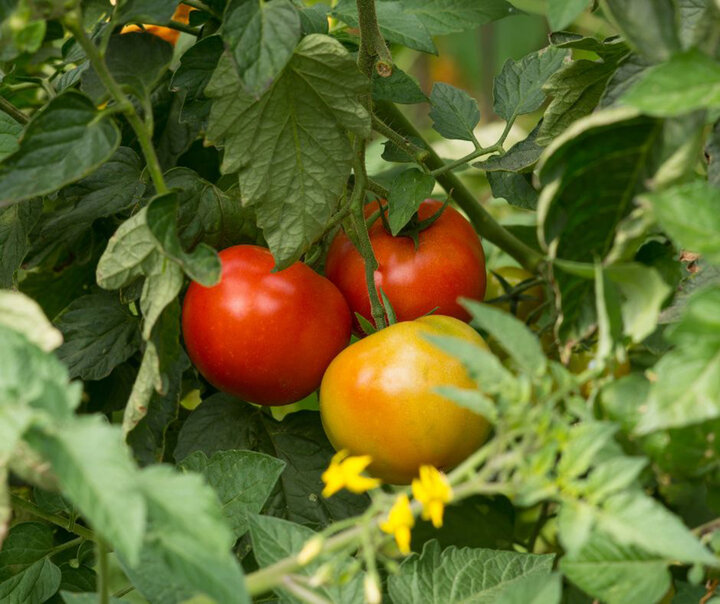 Tomatoes on Vine