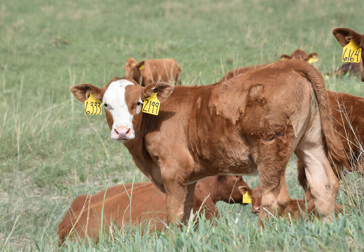 Young brown calf with ear tags standing in grassy field, other calves resting in background.