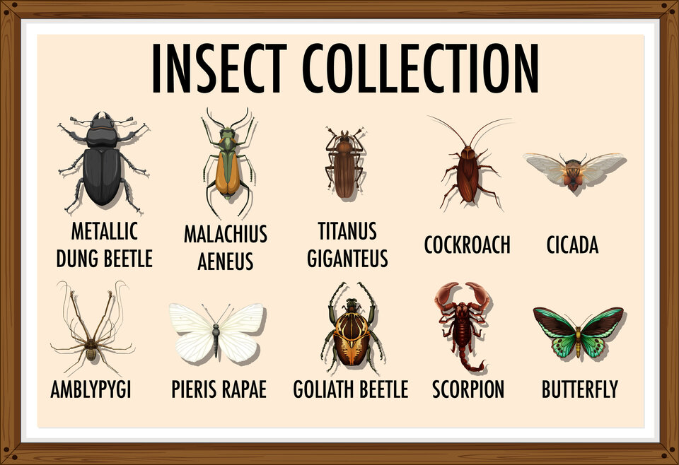 Entomology - Bug Collecting image