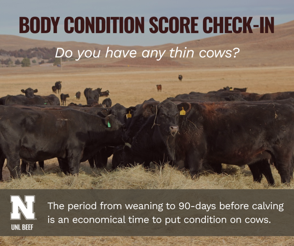 Body Condition Score Check-in