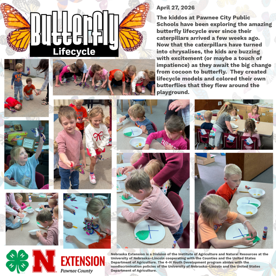 Butterfly-themed educational collage showing kids exploring lifecycle activities and artwork.