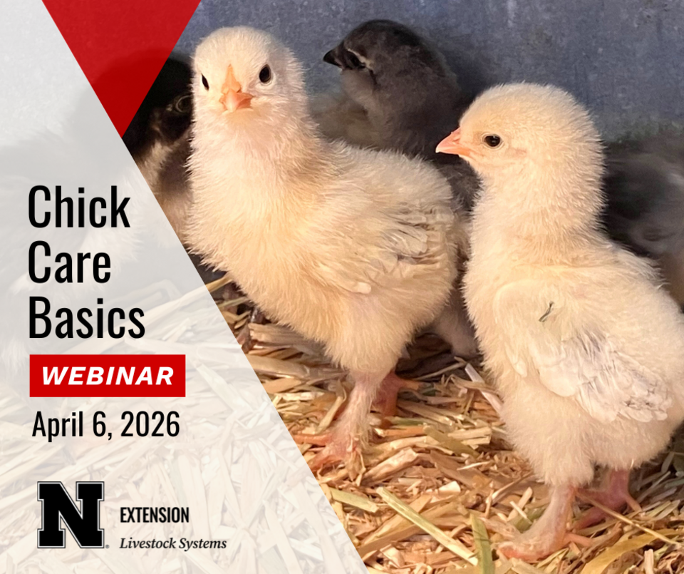 Chick Care