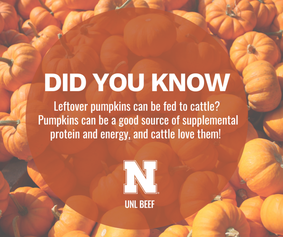 Feeding Cattle Pumpkins