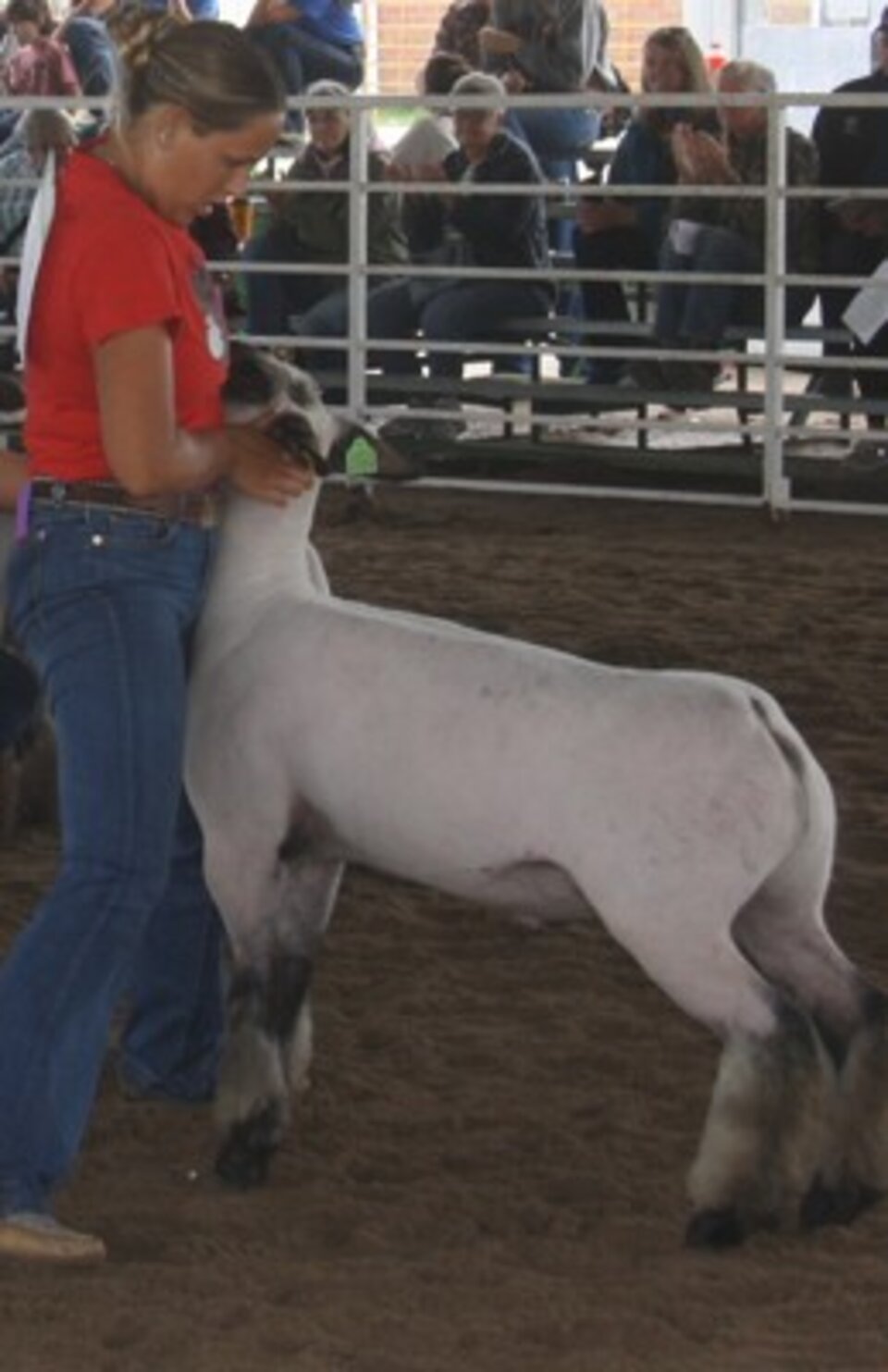 Adams County 4-H Member showing her Lamb.