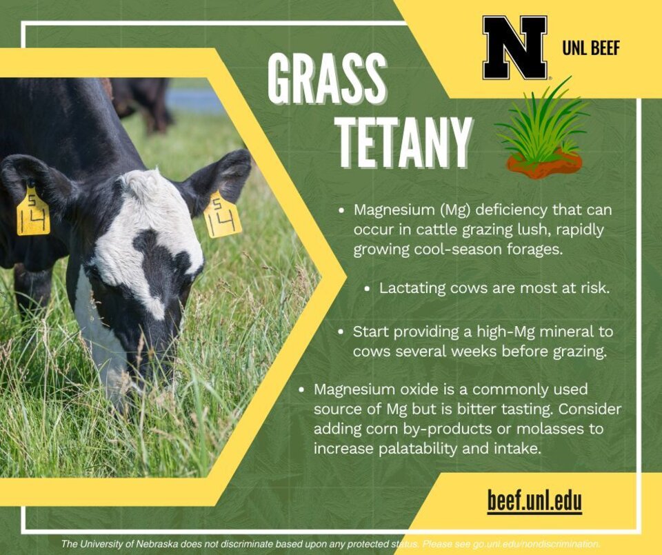 Grass Tetany