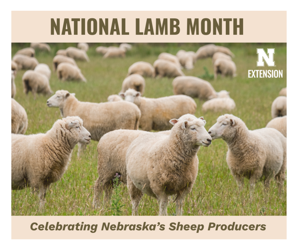 National Lamb month