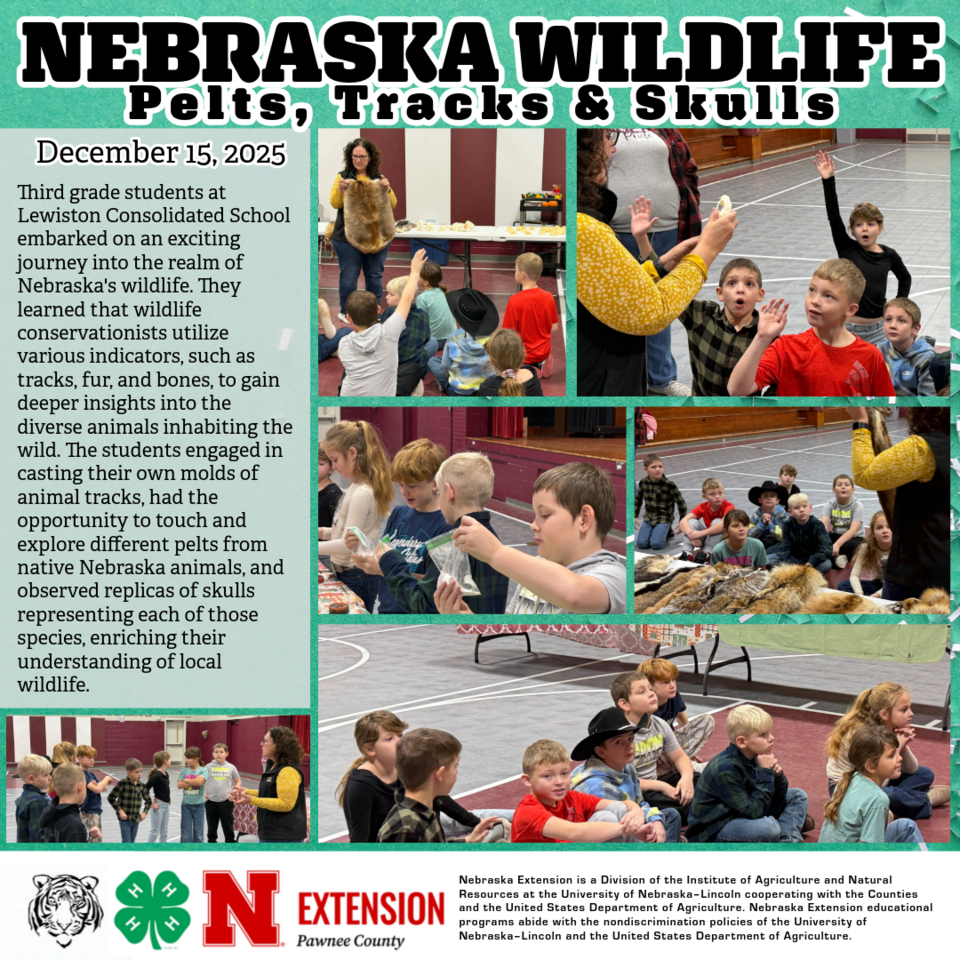 Nebraska Wildlife, pelts, tracks and skulls - Lewiston