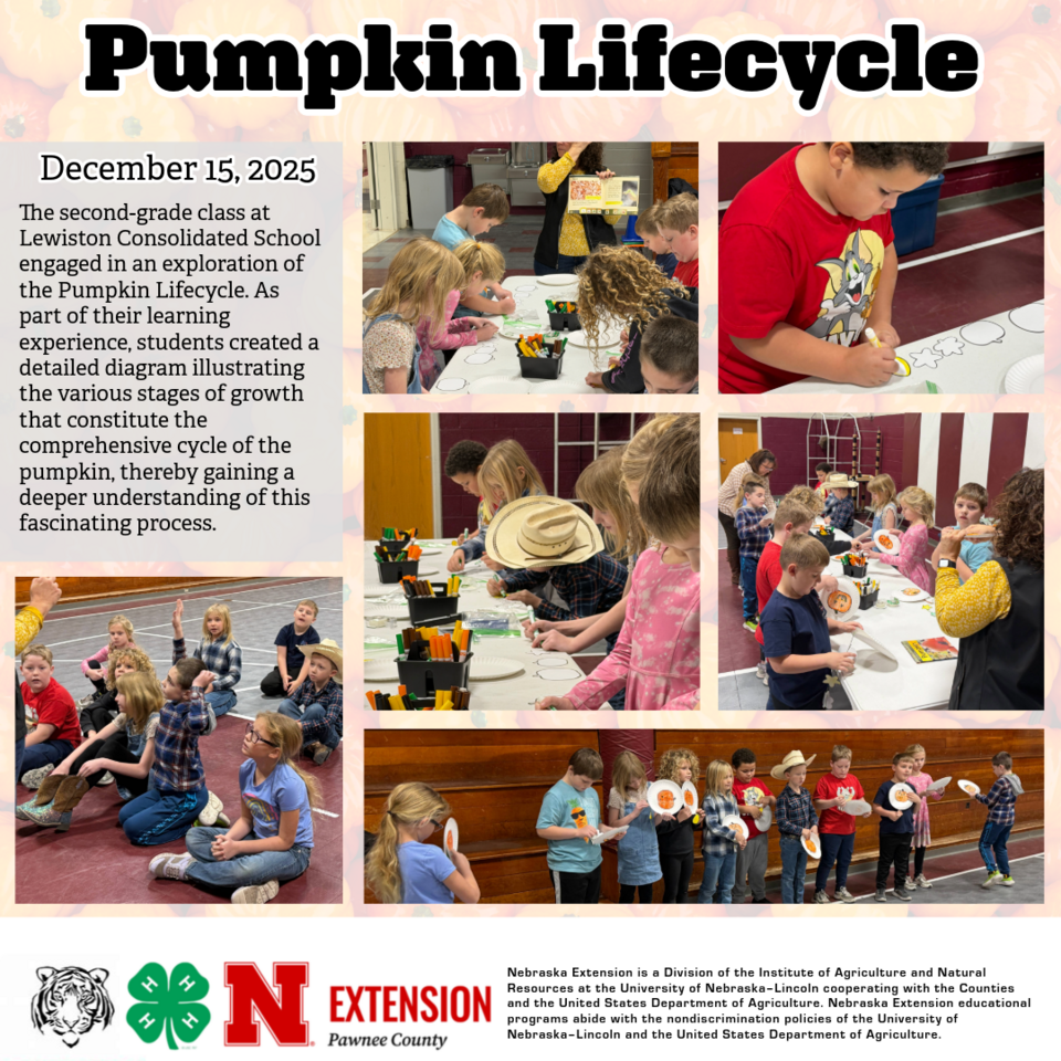 Pumpkin Lifecycle - Lewiston