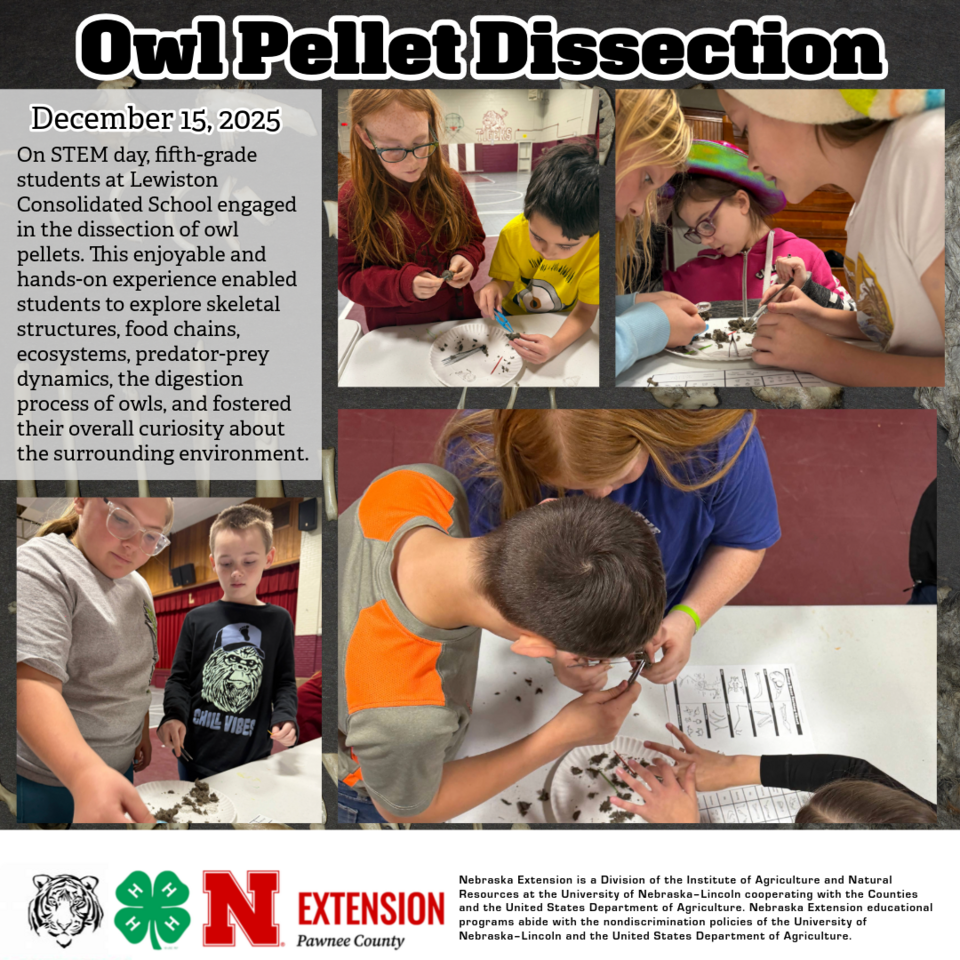 Owl Pellet Dissection - Lewiston
