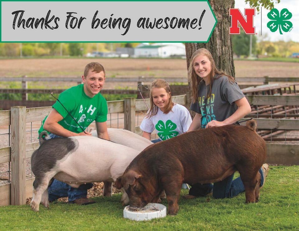 4-H youth with their pigs