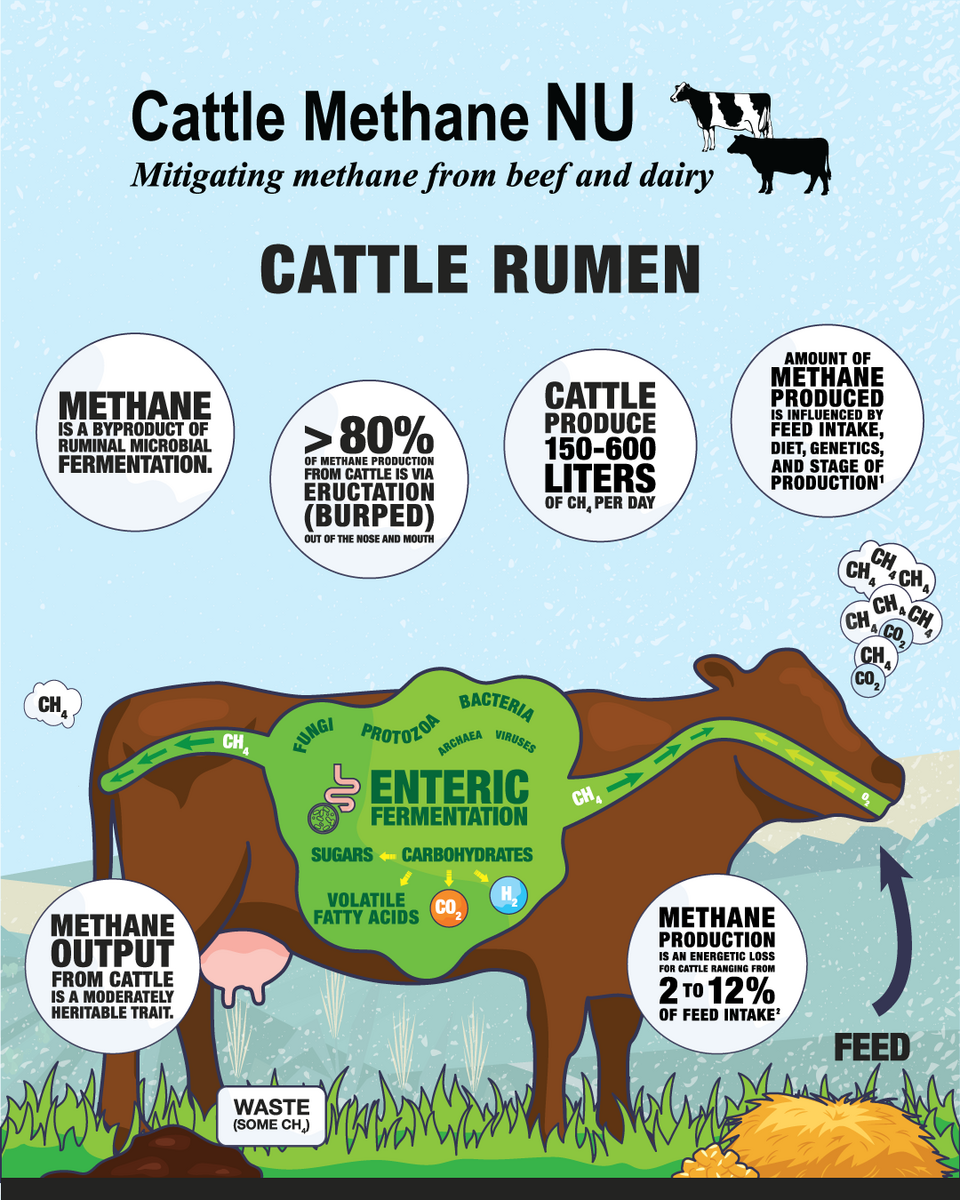 Cattle methane