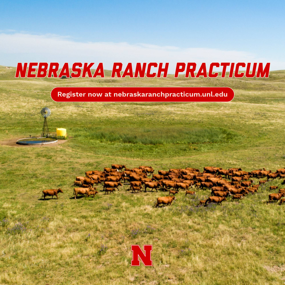 herd of red cattle in pasture, directing to nebraskaranchpricticum.unl.edu