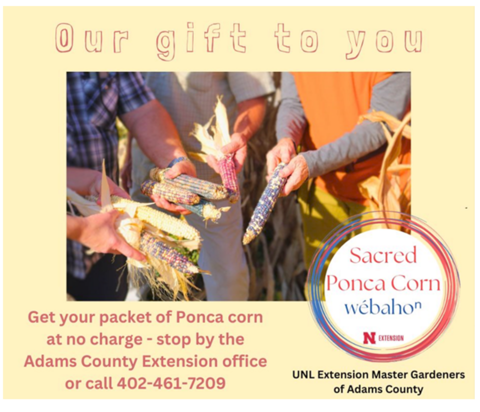 People holding Ears of harvested Ponca Corn