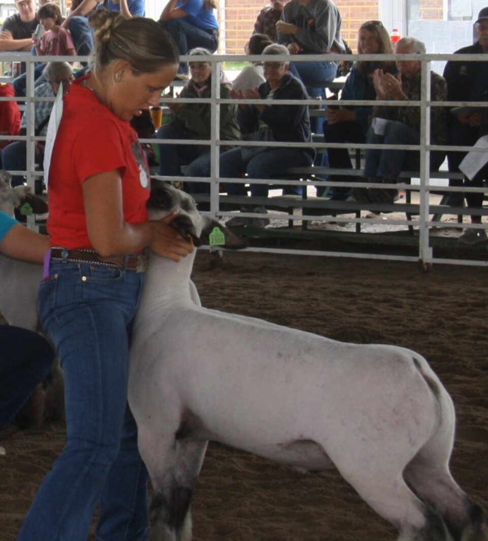 Person in a red shirt showing a sheep inside a fenced arena, during Sheep Show