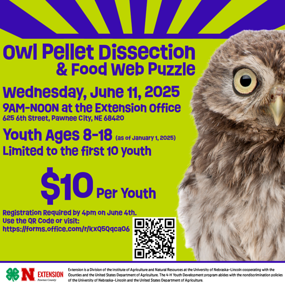 owl pellets dissection