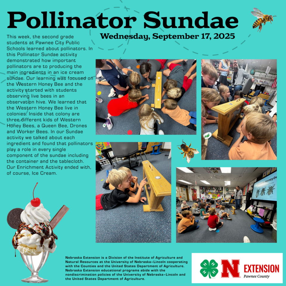 Pollinator Sundae