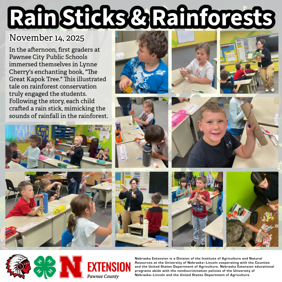 Rain Sticks & Rainforests