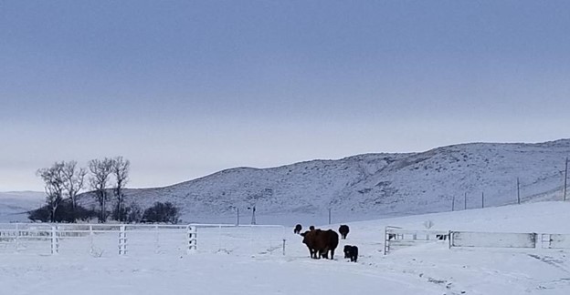snowy pasture
