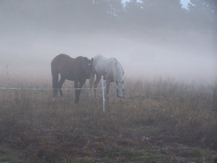 Two horses wait in the fog before the 4-H Trail Ride
