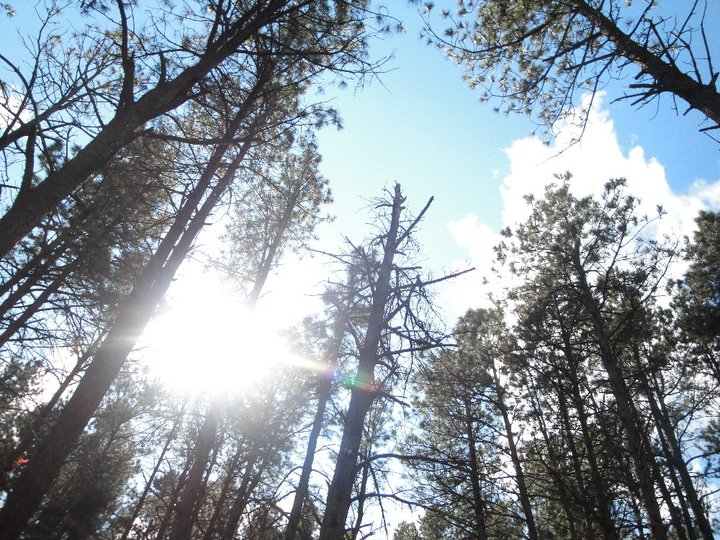 Sun shining through the trees in the Halsey National Forest