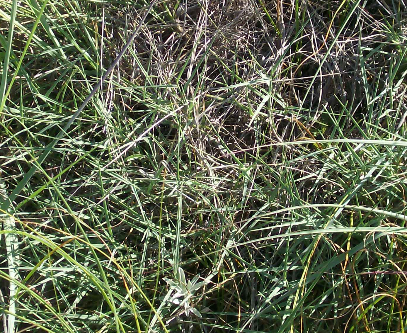 Short spiky grass