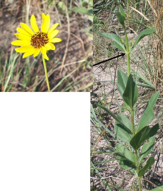 Yellow sunflower with alternative pairs of leaves