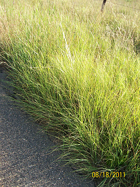 Bunch of grass with long, narrow leaves