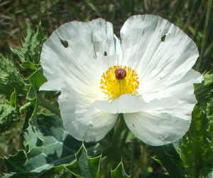 Pricklypoppy flower