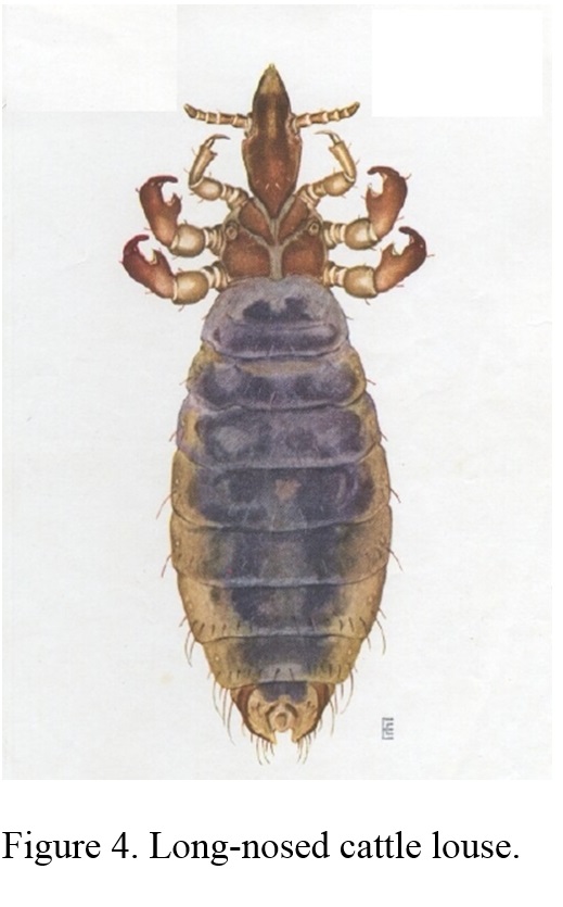 closeup photo of long-nosed cattle louse